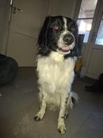 Friese Stabij x border collie  reu, 1 tot 2 jaar, Eén hond, Nederland, Particulier