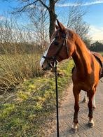 GEZOCHT: Pensionstalling voor 11 jarige merrie, Stalling