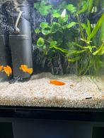 Cube aquarium met Juwel ….., Dieren en Toebehoren, Vissen | Aquaria en Toebehoren, Ophalen, Zo goed als nieuw, Leeg aquarium