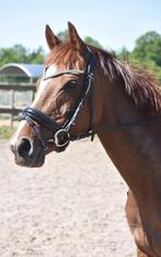 Lieve, chique merrie, Dieren en Toebehoren, Merrie, Minder dan 160 cm, Gechipt, Zadelmak