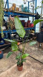 Strelitzia nicolai 180cm 3 planten per pot, Ophalen, Overige soorten, 150 tot 200 cm