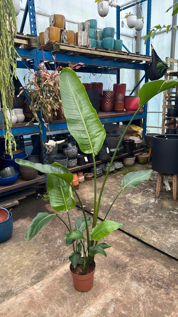 Strelitzia nicolai 180cm 3 planten per pot, Huis en Inrichting, Kamerplanten, Overige soorten, 150 tot 200 cm, Ophalen