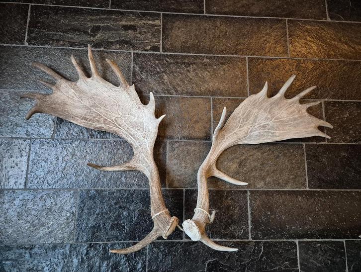 Set prachtige grote damhert gewei afwerp stangen jacht, Verzamelen, Dierenverzamelingen, Zo goed als nieuw, Gewei of Kop, Hert