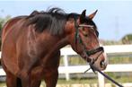 Lieve E project pony te koop, Dieren en Toebehoren, Paarden, Minder dan 160 cm, Zadelmak, 3 tot 6 jaar, Recreatiepaard