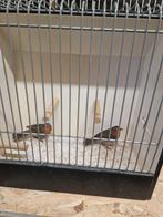 Europese roodborstjes, Meerdere dieren, Wildzangvogel, Geringd