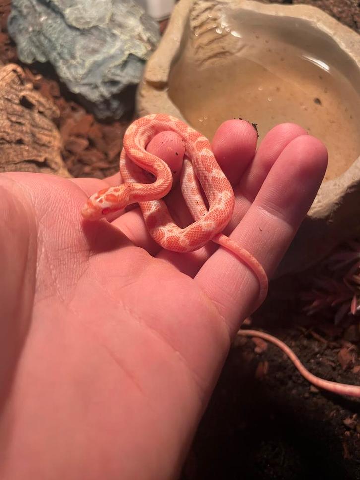 jonge Rattenslangen Pantherophis guttatus nakweek 25, Dieren en Toebehoren, Reptielen en Amfibieën, Slang, 0 tot 2 jaar, Tam