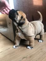 Boerboel pups met stamboom (raszuiver), Parvo, 8 tot 15 weken, Meerdere, Nederland