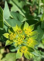 Doorwas (Bupleurum rotundifolium), Volle zon, Eenjarig, Zomer, Ophalen