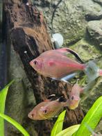 Grote Bloedvlektetra's nog 10 stuks over, Dieren en Toebehoren, Vissen | Aquariumvissen, Vis