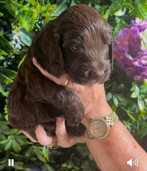 Chocolade bruine Cockapoo’s (reutje), Dieren en Toebehoren, Honden | Retrievers, Spaniëls en Waterhonden, Reu, Overige rassen