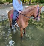 Verzorg pony