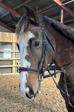 Superbraaf 7 jr familie-manege-sport paard 1,63 mtr, Dieren en Toebehoren, Merrie, B, Gechipt, 7 tot 10 jaar