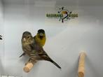 Baardsijs - Spinus barbatus, Dieren en Toebehoren, Meerdere dieren