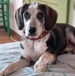 BEBKA 3jr. Bulgarije Speels/sociaal/dogs/cats/gek op vrouwen, Dieren en Toebehoren, Handelaar, Buitenland, Teef, Parvo