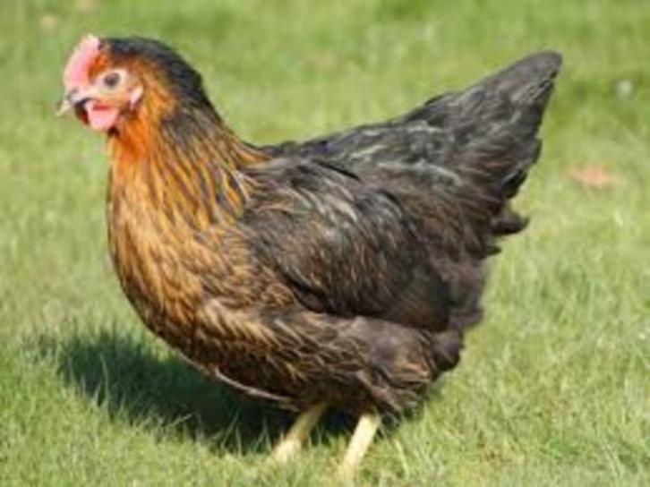 Harco legkippen., Dieren en Toebehoren, Pluimvee, Kip, Vrouwelijk