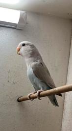 Agapornis/dwergpapegaai 2025, Dieren en Toebehoren, Vogels | Parkieten en Papegaaien, Geslacht onbekend, Dwergpapegaai of Agapornis