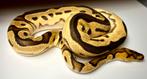 1.0 Orange dream fire yellow belly clown ball python, Dieren en Toebehoren, Reptielen en Amfibieën, Slang