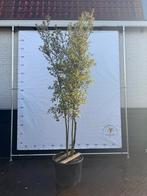 Meerstammige Steeneik - Prachtige Boom!, Bloeit niet, Overige soorten, 250 tot 400 cm, Ophalen