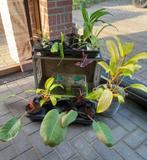 Diverse kamerplanten en stekjes, Ophalen, Overige soorten, Halfschaduw, Minder dan 100 cm