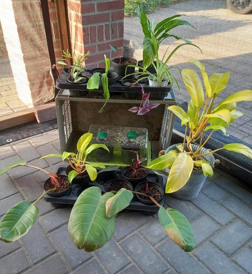 Diverse kamerplanten en stekjes, Huis en Inrichting, Kamerplanten, Overige soorten, Minder dan 100 cm, Halfschaduw, Ophalen