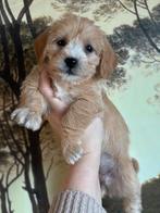 Mini labradoodle pups te koop!, Parvo, Overige rassen, 8 tot 15 weken, Meerdere