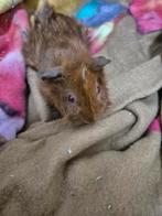Rode borstelcavia's, Dieren en Toebehoren, Knaagdieren, Cavia, Meerdere dieren, Tam, September
