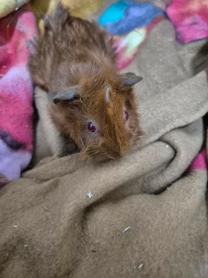 Rode borstelcavia's, Dieren en Toebehoren, Knaagdieren, Meerdere dieren, Cavia, September, Tam