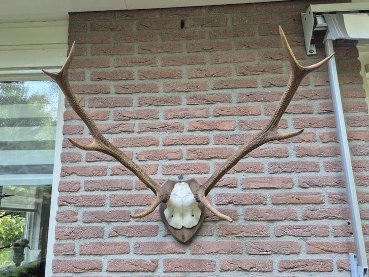 Mooi Edelhert Gewei Jacht Trofee Mancave Jacht Hut d21, Verzamelen, Dierenverzamelingen, Gewei of Kop, Hert, Ophalen