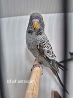 Blackface blackwing, Dieren en Toebehoren, Vogels | Parkieten en Papegaaien, Meerdere dieren, Parkiet