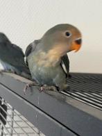 Jonge agepornis, Dieren en Toebehoren, Vogels | Parkieten en Papegaaien, Meerdere dieren, Dwergpapegaai of Agapornis, Geringd