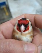 Mooie Majoor Putter Man - geringd 2024, Ophalen of Verzenden