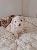 Prachtig nestje Maltipoo x Boomer pups.Alleen wit nog tekoop, Dieren en Toebehoren, Honden | Chihuahua's en Gezelschapshonden