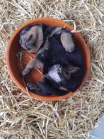 Rottweiler pups, Dieren en Toebehoren, Honden | Bulldogs, Pinschers en Molossers, CDV (hondenziekte), 8 tot 15 weken, Meerdere