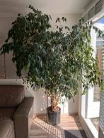 Ficus Benjamina – ca. 2,3 m hoog – met keramische pot, Huis en Inrichting, Ophalen, Ficus, Halfschaduw, 200 cm of meer
