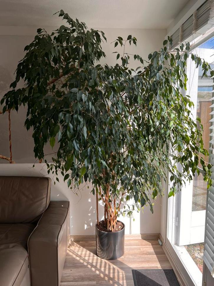 Ficus Benjamina – ca. 2,3 m hoog – met keramische pot, Huis en Inrichting, Kamerplanten, Ficus, 200 cm of meer, Halfschaduw, Ophalen