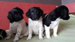 Mooie raszuivere Friese Stabij pups, Dieren en Toebehoren, CDV (hondenziekte), 8 tot 15 weken, Meerdere, Meerdere dieren