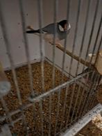 2 keer koppel wildkleur rijstvogels, Dieren en Toebehoren, Meerdere dieren