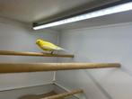 Belchische waterslager man 2024, Dieren en Toebehoren, Vogels | Kanaries