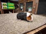 Mooie jonge cavia's in verschillende kleuren, Dieren en Toebehoren, Cavia, December, Meerdere dieren, Tam