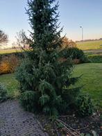 Dennenboom / kerstboom, Tuin en Terras, Planten | Bomen, Ophalen, 400 cm of meer