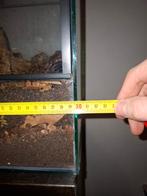 Vogelspinnen te koop alleen ophalen lees de beschrijving, Spin of Schorpioen