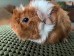 Prachtig Jong/ baby cavia beertje, Dieren en Toebehoren, Mannelijk, Cavia, Na 1 juli 2024, Tam