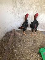 1x Trio Ko Shamo tarwe kleur– 2025 – geringd & geënt., Dieren en Toebehoren, Meerdere dieren, Kip