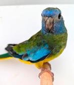 Splendids wildkleur, Dieren en Toebehoren, Vogels | Parkieten en Papegaaien, Meerdere dieren, Parkiet