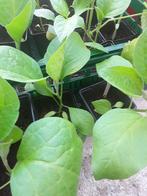 Biologische aubergine plantjes  moestuinplantjes stekjes, Zomer, Ophalen, Groenteplanten, Eenjarig