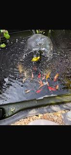 Vijver vissen, Dieren en Toebehoren, Vissen | Vijvervissen, Karper of Koi