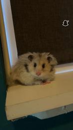 langharige rex, Dieren en Toebehoren, Hamster, Mannelijk, Juli, Tam