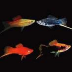 Zwaarddrager mix - Xiphophorus Hellerii Koidream Valburg, Vis, Zoetwatervis, Schoolvis