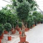 Ficus Microcarpa 'nitida' g19436, Tuin en Terras, Planten | Bomen, Ophalen of Verzenden