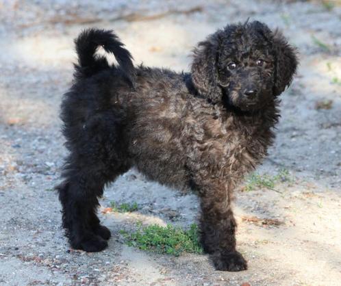 labradoodle f1b pups beschikbaar, Dieren en Toebehoren, Honden | Retrievers, Spaniëls en Waterhonden, Meerdere dieren, Overige rassen
